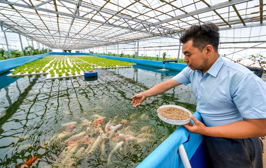 زراعة ذكية حديثة تدمج تربية الأسماك مع زراعة الخضراوات في شمالي الصين
