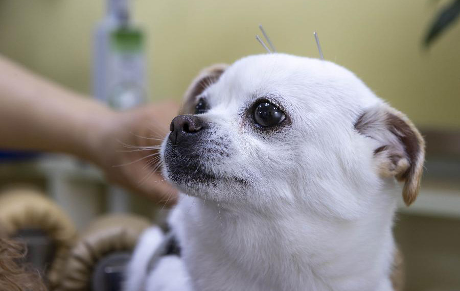 حيوانات أليفة مريضة تتلقى علاج الوخز بالإبر والتدليك في شرقي الصين