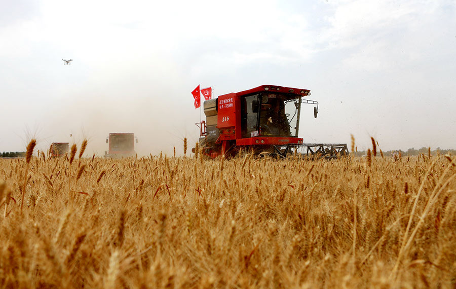 حصاد القمح على نطاق واسع في مقاطعة خبي شمالي الصين