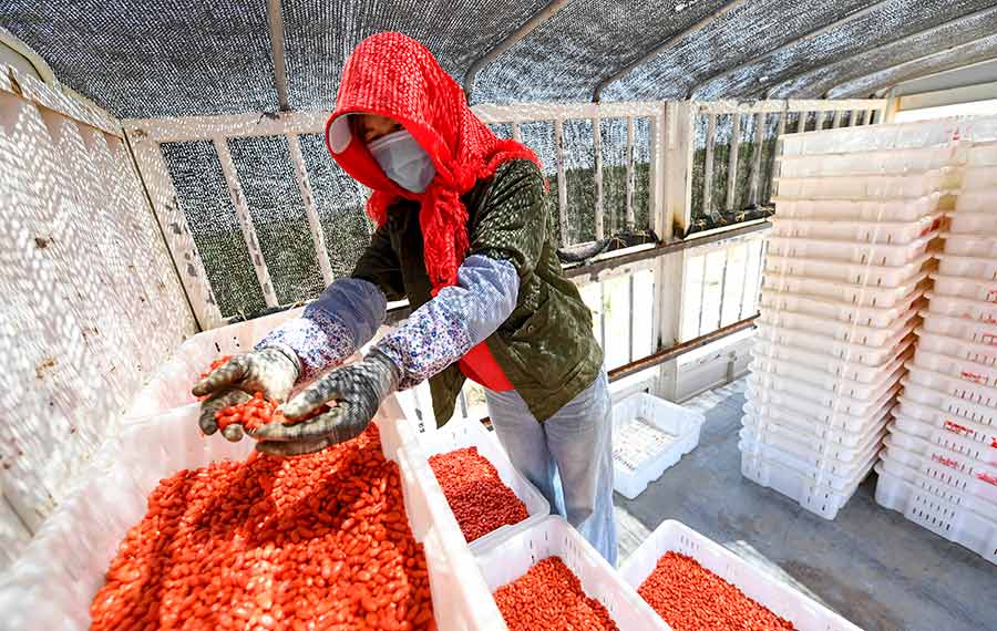 حلول موسم حصاد ثمار الحضض في شمال غربي الصين