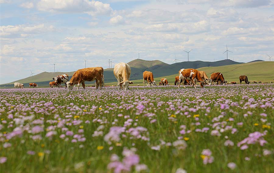 المناظر الصيفية الجميلة لمرج بتونغلياو بمنطقة منغوليا الداخلية ذاتية الحكم بشمال الصين