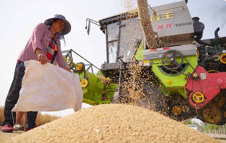 استخدام مليوني ماكينة لحصاد القمح في مقاطعة شمالي الصين