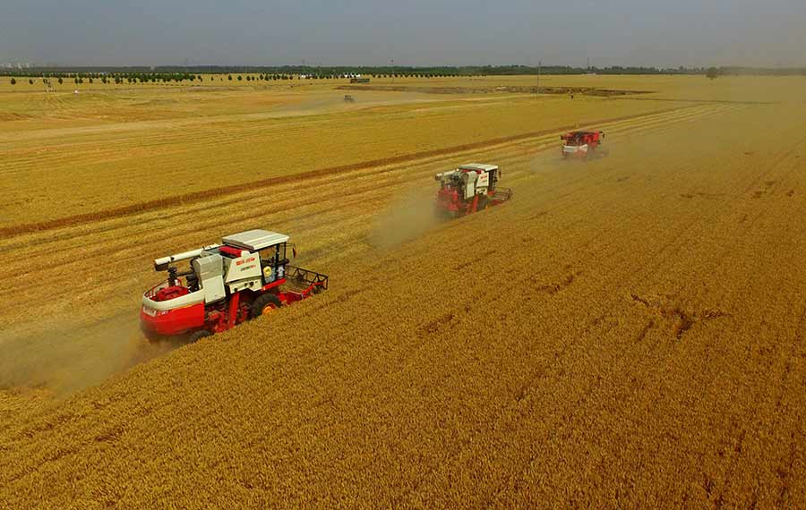 حصاد القمح في مقاطعة خبي شمالي الصين
