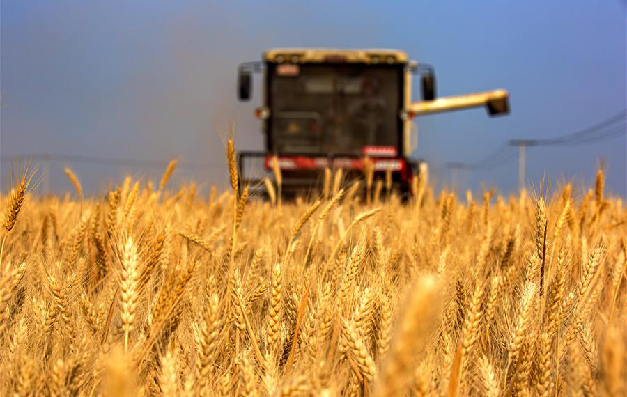 حصاد القمح بشمالي الصين