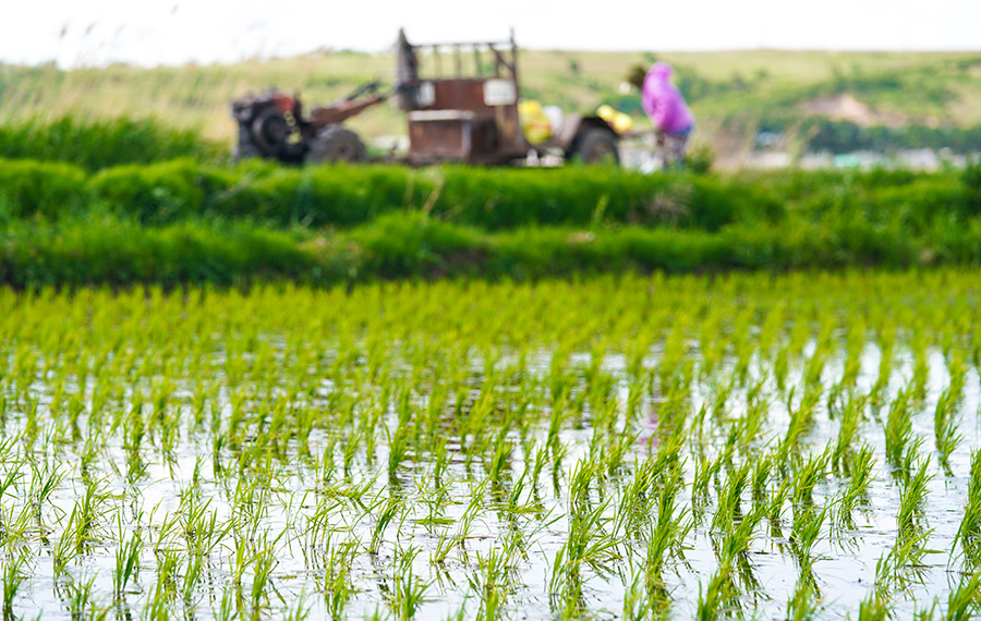 زراعة شتلات الأرز في شمال شرقي الصين