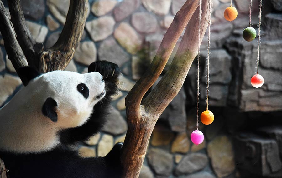 الباندا العملاقة تتمتع بالصيف في حديقة الحيوانات البرية بمدينة جينان بمقاطعة شاندونغ