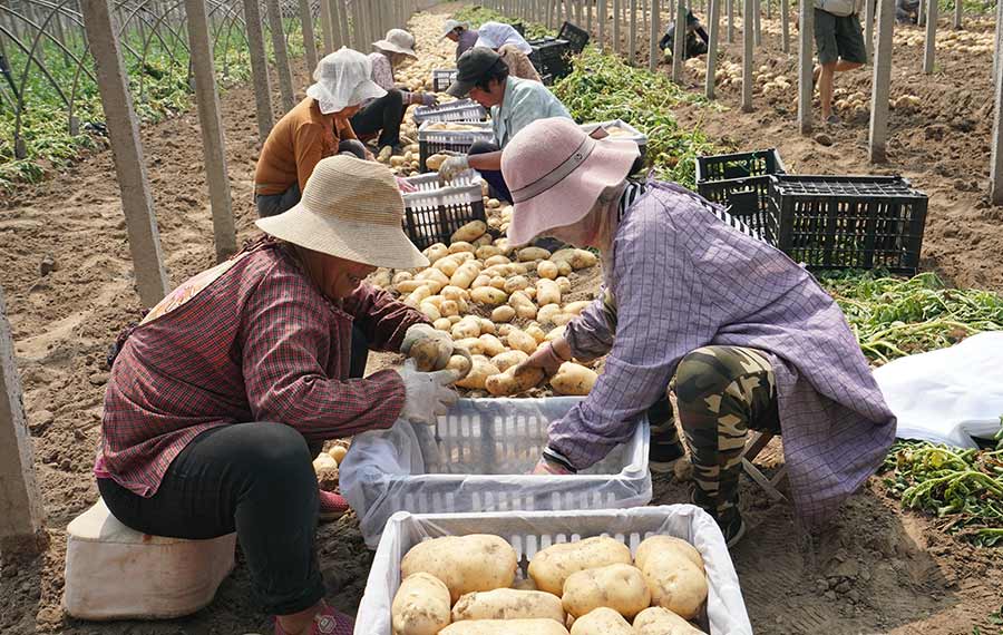 زراعة البطاطس تزيد دخل الفلاحين في شمالي الصين