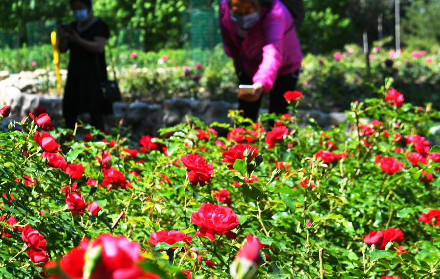 تفتح براعم الزهور في شمال شرقي الصين