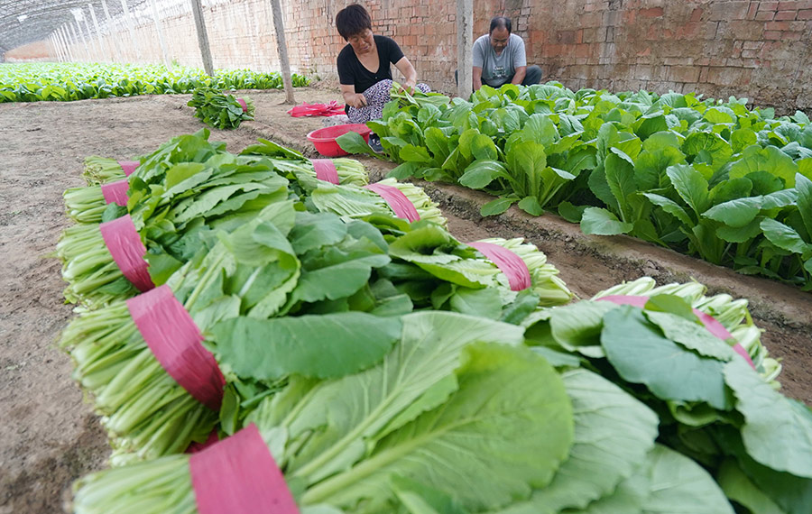 تعزيز حصاد الخضراوات في شمالي الصين لأجل ضمان العرض في بلديتي بكين وتيانجين