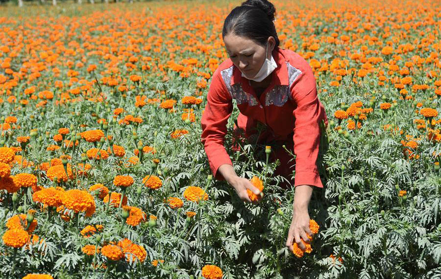 زراعة الأقحوان للتخلص من الفقر في شينجيانغ