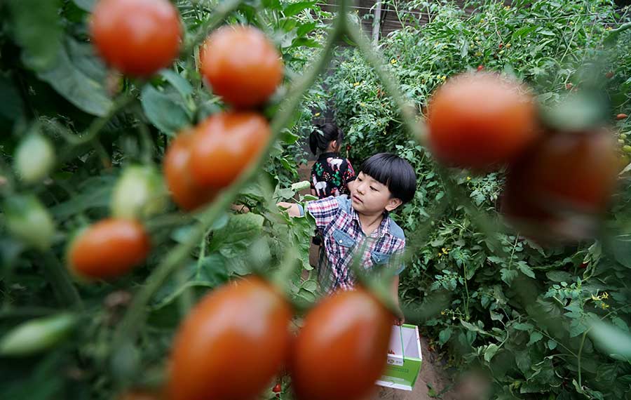 زراعة الخضراوات والفواكه في شمالي الصين