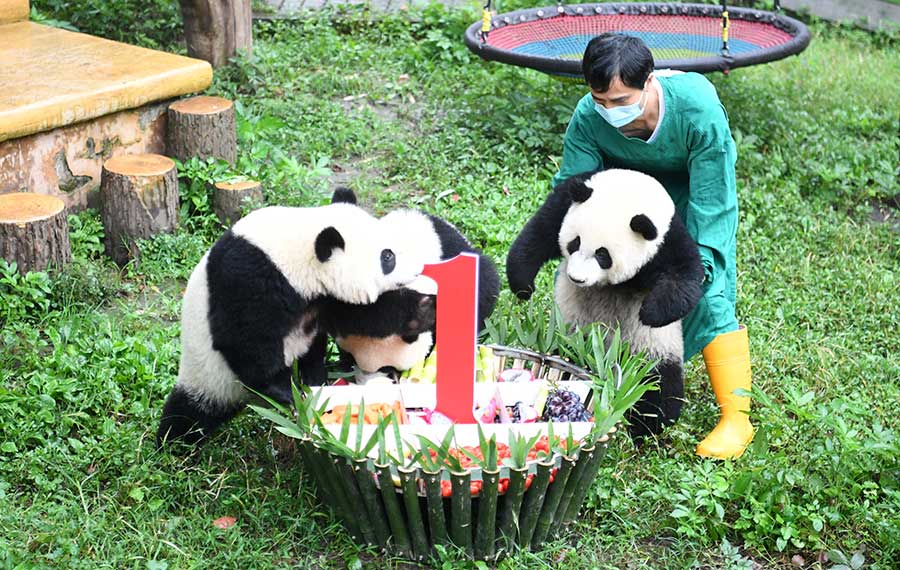 حفلة عيد ميلاد لأربعة حيوانات باندا عملاقة في جنوب غربي الصين