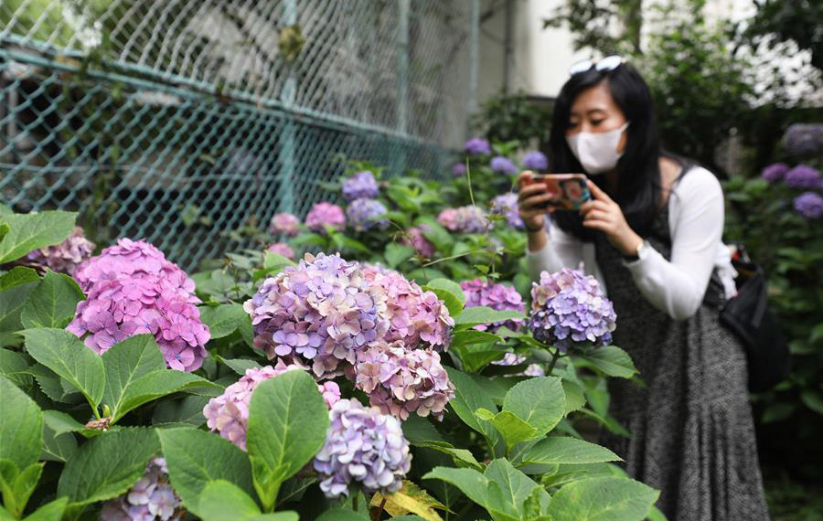 تفتح زهور الكوبية الجميلة في مدينة طوكيو اليابانية