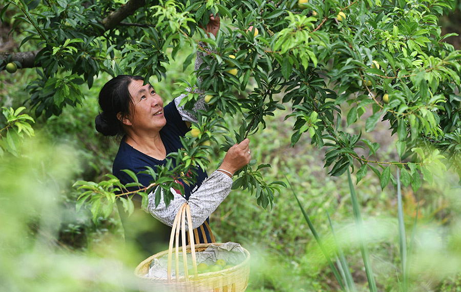 حصاد ثمار البرقوق في محافظة جنوب غربي الصين