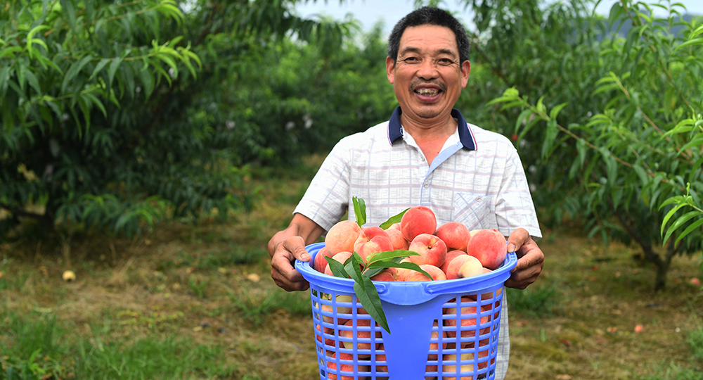 تربية الدواجن وزراعة الدراق تساعدان أسرة فقيرة صينية على التخلص من الفقر