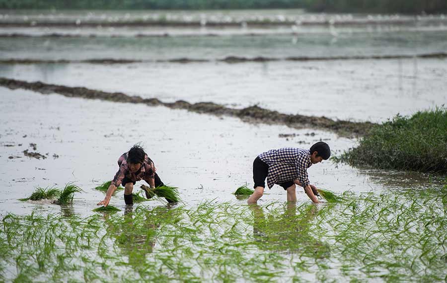 زارعة شتلات الأرز في وسط الصين