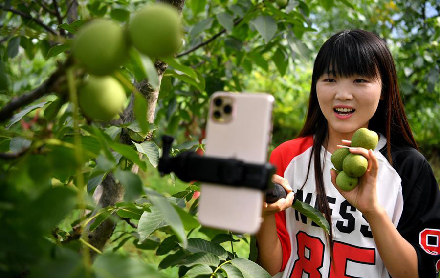 استخدام الانترنت لتسويق المنتجات الزراعية خارج الجبال في شمال غربي الصين