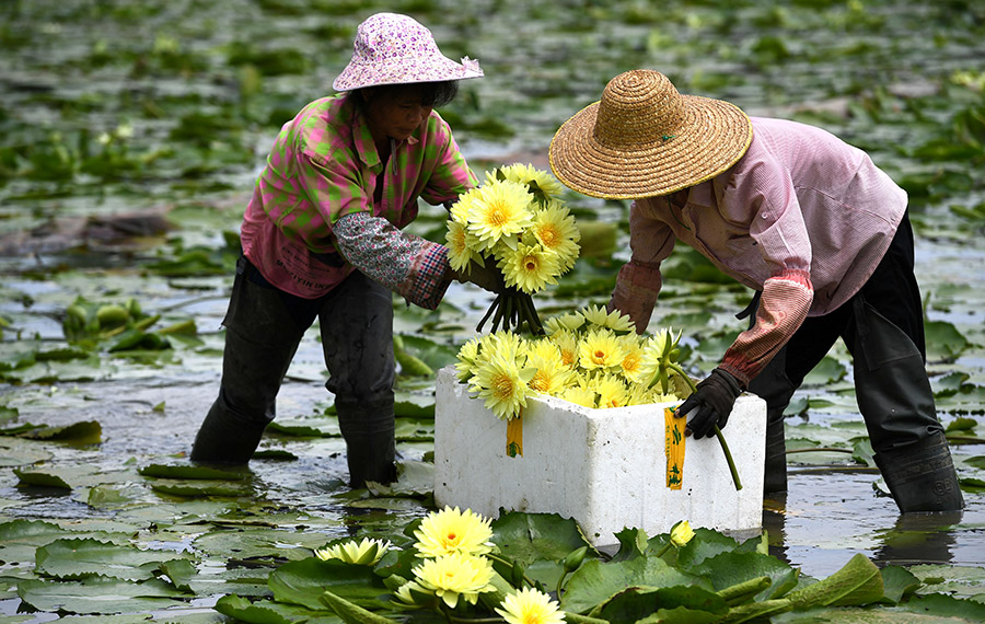 موسم حصاد زهور اللوتس في جنوبي الصين