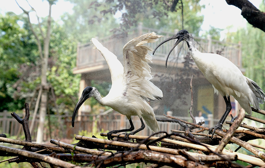تخفيف حرارة الصيف عن الحيوانات في حديقة حيوان شانغهاي
