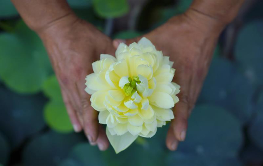 صناعة الزهور تساعد على زيادة دخل القرويين المحليين في مدينة لوانتشو بمقاطعة خبي
