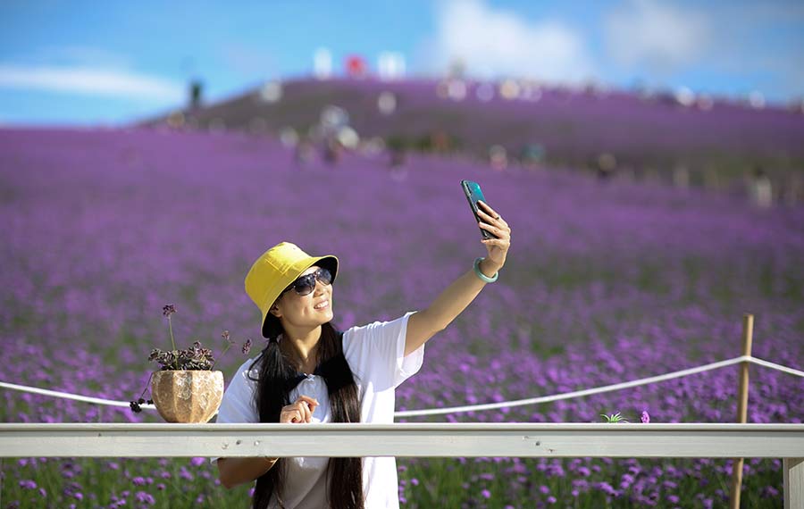 بحر الأزهار الأرجوانية يجتذب الزوار