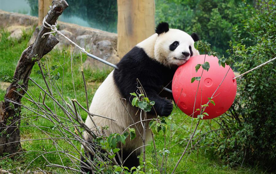 الحياة السعيدة للباندا العملاقة في شمال غربي الصين
