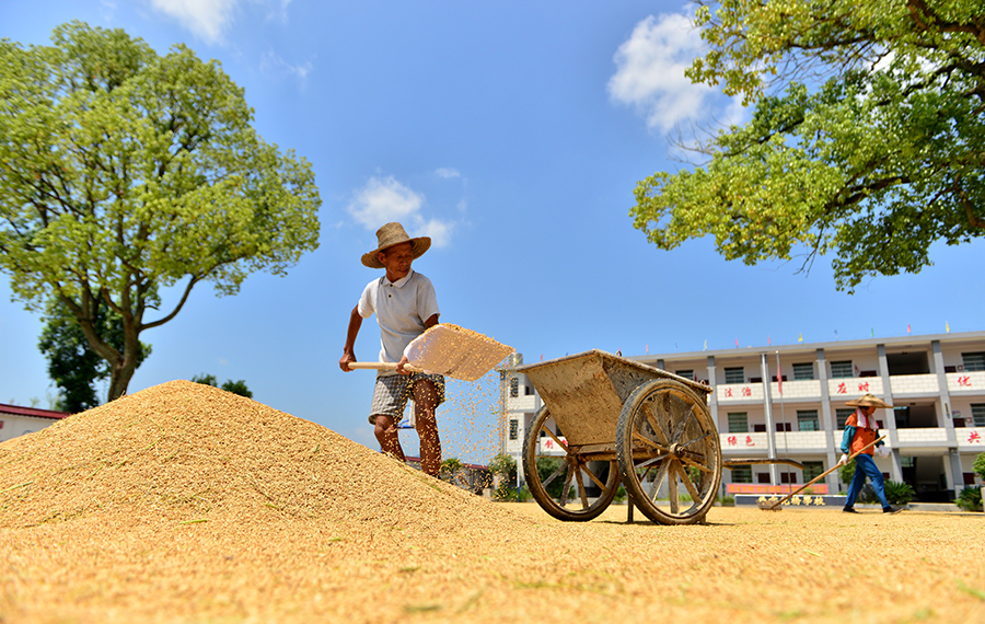 موسم حصاد الأرز في محافظة بوسط الصين