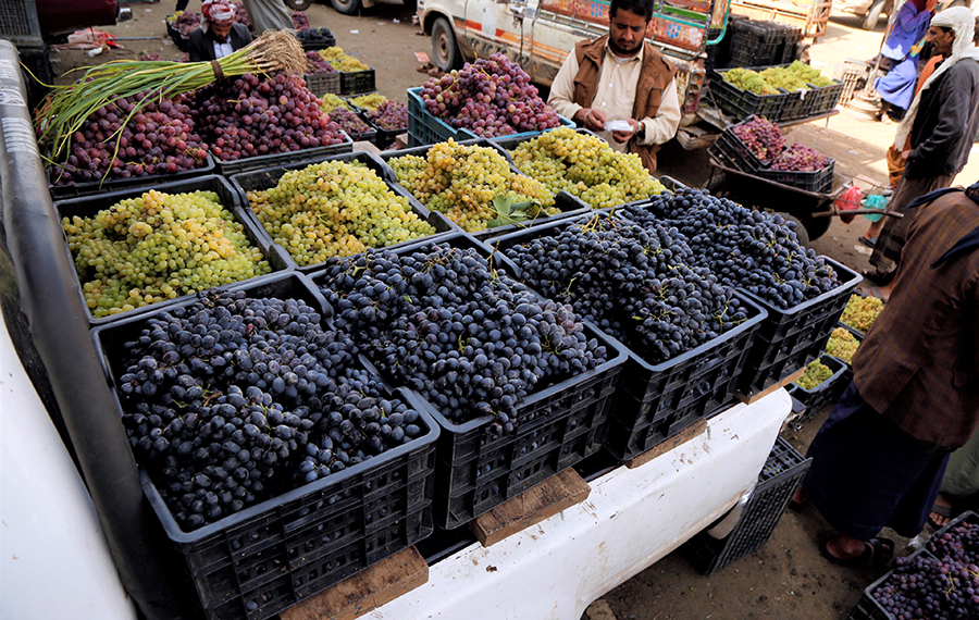 موسم حصاد العنب في اليمن