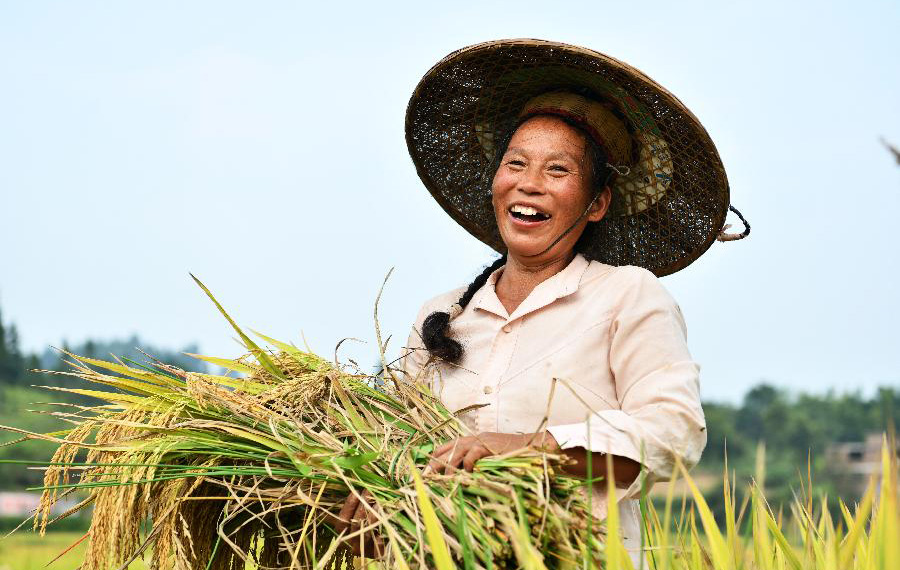 موسم حصاد الأرز في مقاطعة قويتشو بجنوب غربي الصين