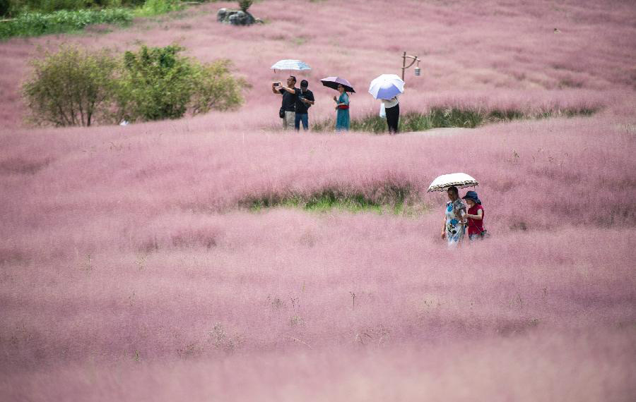 حقل عشب وردي خلاب في جنوب غربي الصين