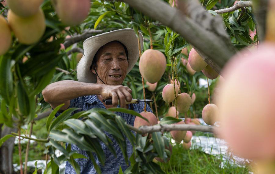 نضج فاكهة المانجو في جنوب غربي الصين