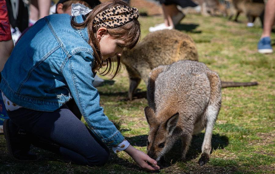 إعادة فتح إحدى حدائق حيوانات برية في سيدني بأستراليا