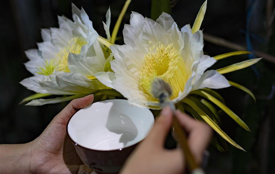 التلقيح الاصطناعي الليلي لزهور فاكهة التنين في شمالي الصين