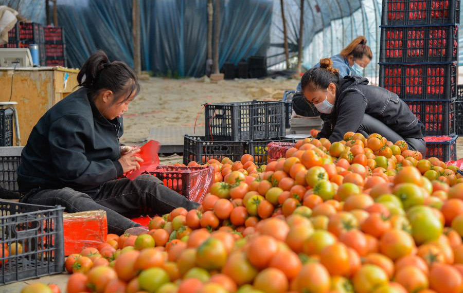 حصاد الطماطم في منغوليا الداخلية