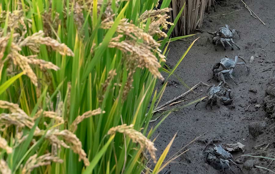 تربية السلطعون في حقول الأرز تساعد في زيادة دخول المزارعين بشمالي الصين