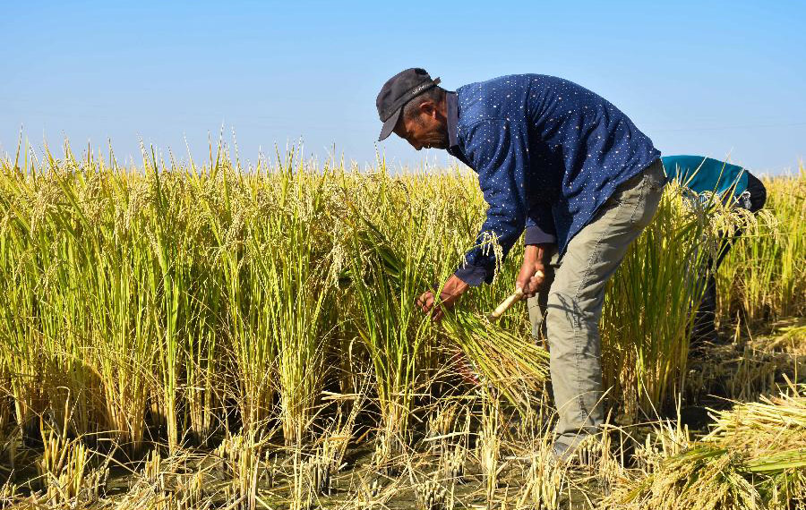إنتاج الأرز الصالح للتربة المالحة في شمال غربي الصين