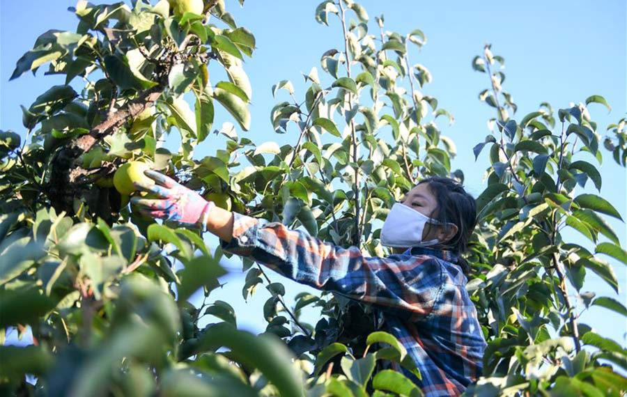موسم جمع كمثرى التفاح بشمال شرقي الصين