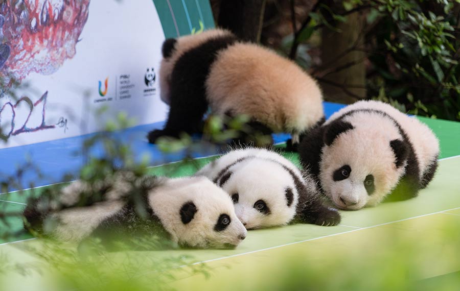 الكشف عن أشبال الباندا العملاقة حديثي الولادة هذا العام في مدينة تشنغدو قبل العيد الوطني الصيني