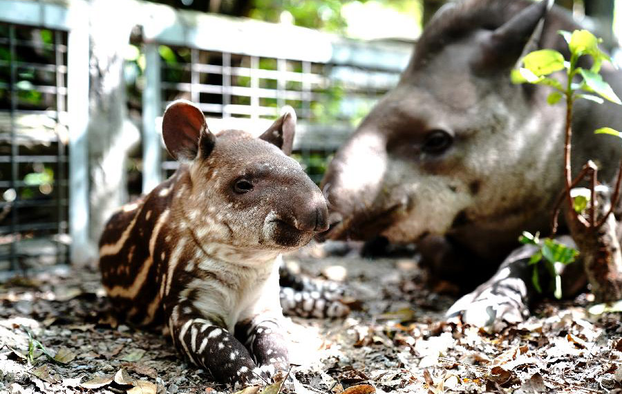 الحب بين تابير أمريكا الجنوبية صغير وأمه في حديقة شانغهاي للحيوانات