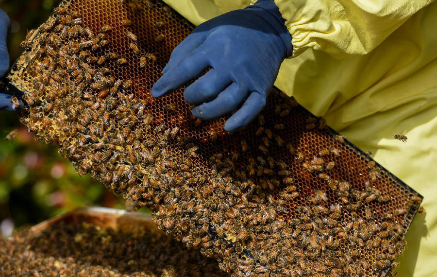 جمع العسل في أوكلاند، نيوزيلندا
