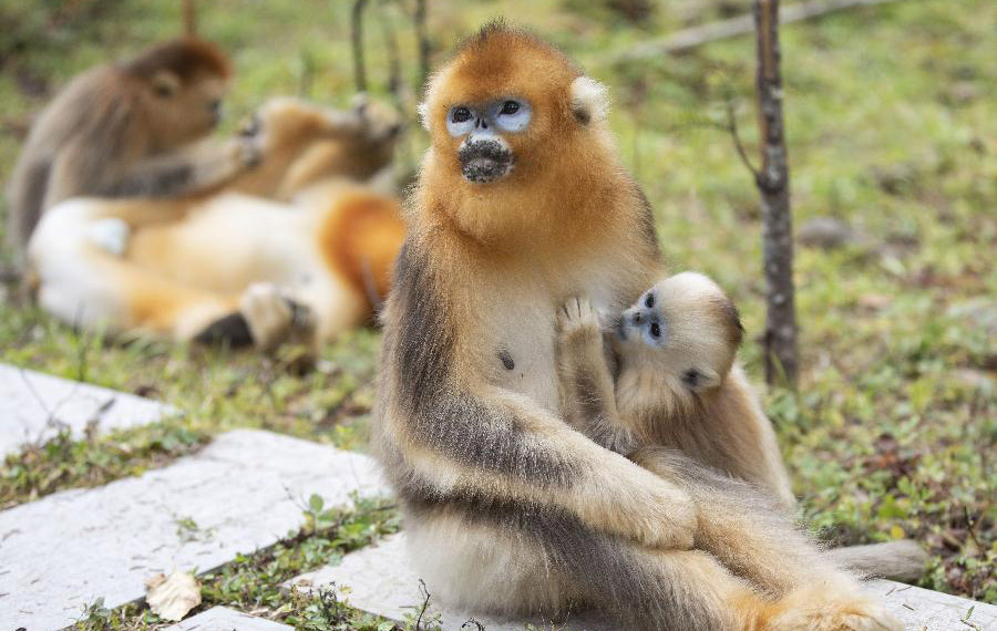 القرد الذهبي في حديقة شن نونغ جيا الوطنية بمقاطعة هوبي بوسط الصين