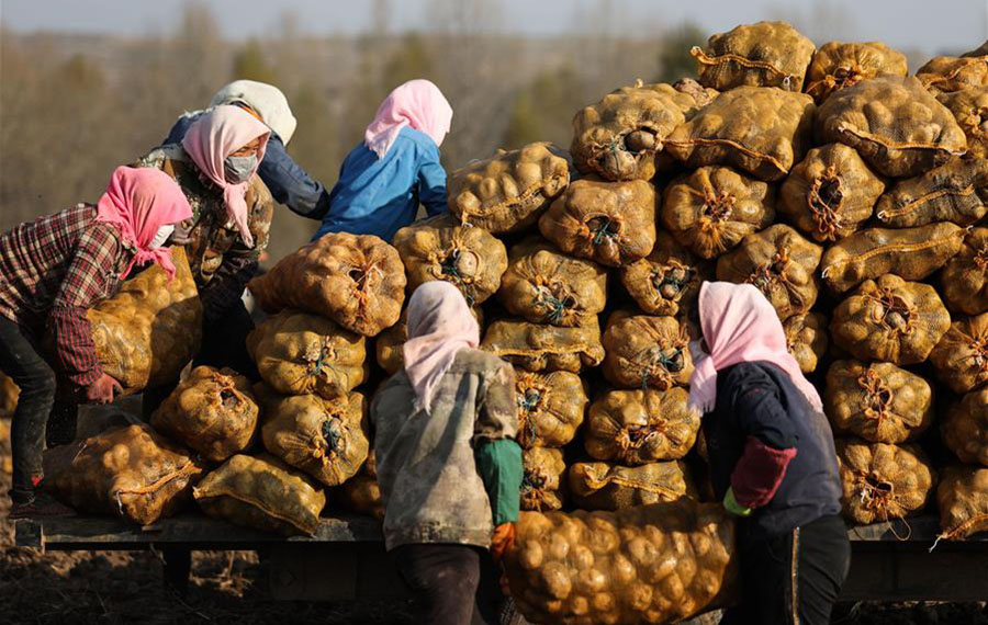 حلول موسم حصاد البطاطس في مقاطعة تشينغهاي بشمال غربي الصين