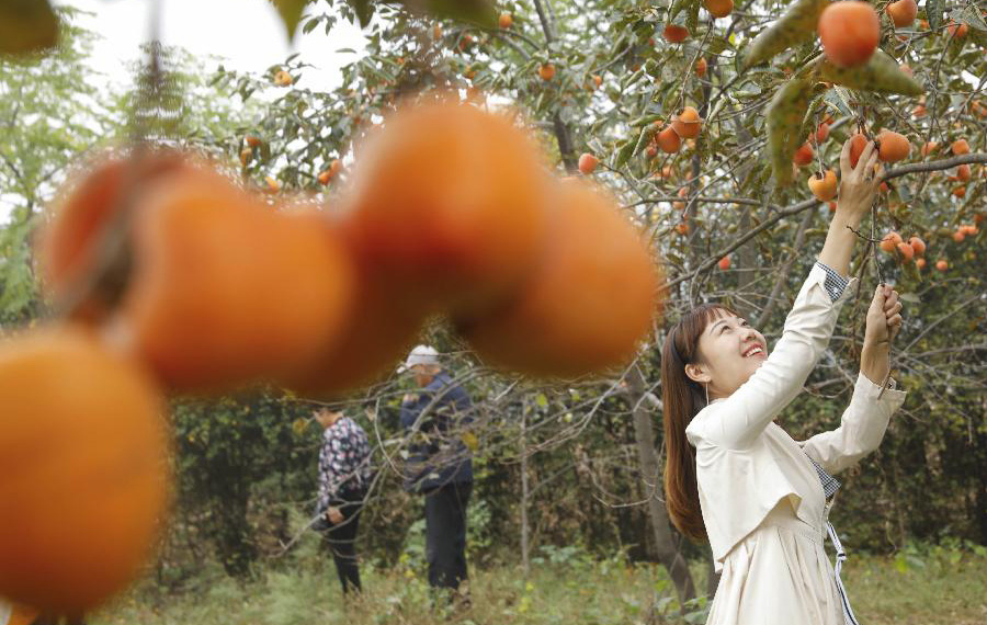 تنمية اقتصاد الفواكه تساعد على النهوض الريفي في محافظة بوسط الصين