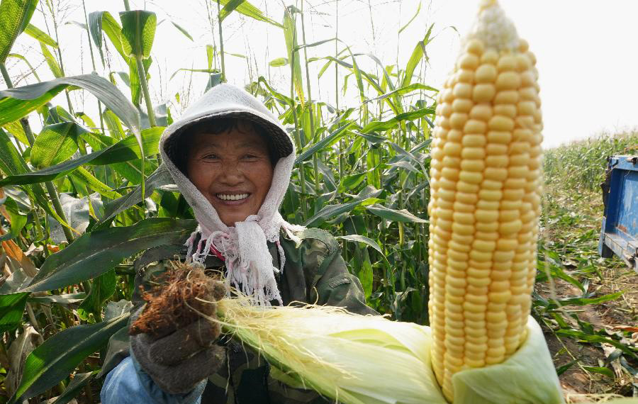 الحصاد الوافر للذرة في مقاطعة شمالي الصين