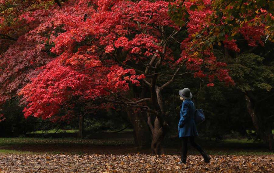 الاستمتاع بألوان الخريف في جلوسيسترشاير، المملكة المتحدة