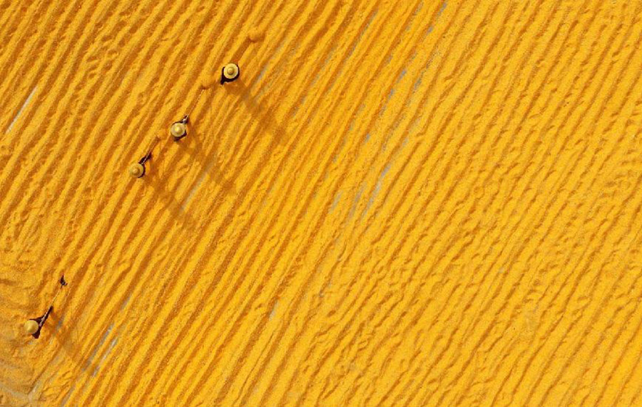 مناظر ذهبية خلال موسم حصاد المحاصيل الزراعية في مدينة بشرقي الصين
