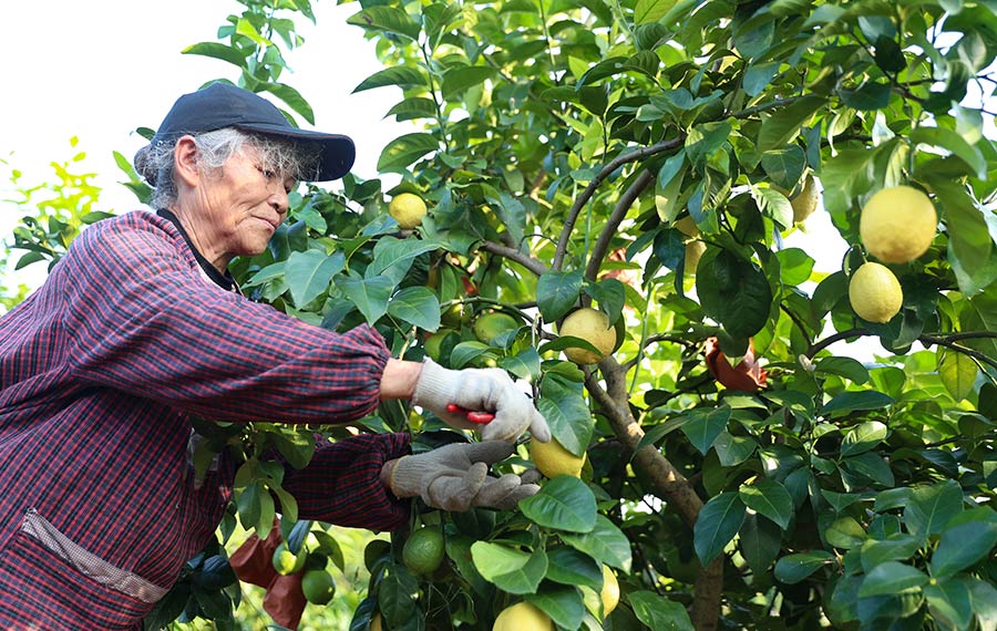 حصاد الليمون في بلدة جنوب غربي الصين