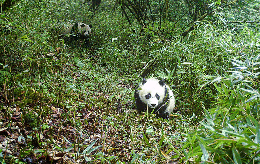 الباندا العملاقة البرية في مقاطعة سيتشوان بجنوب غربي الصين