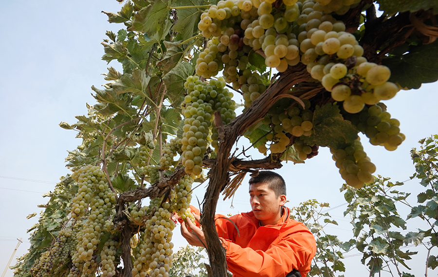 حلول موسم حصاد العنب بشمالي الصين