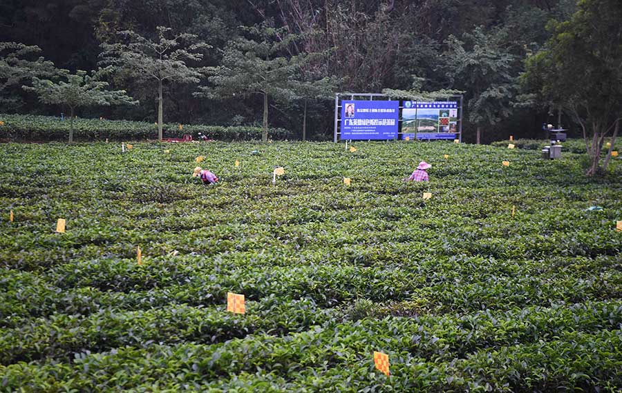 قطف الشاي في مدينة ينغده بمقاطعة قونغدونغ